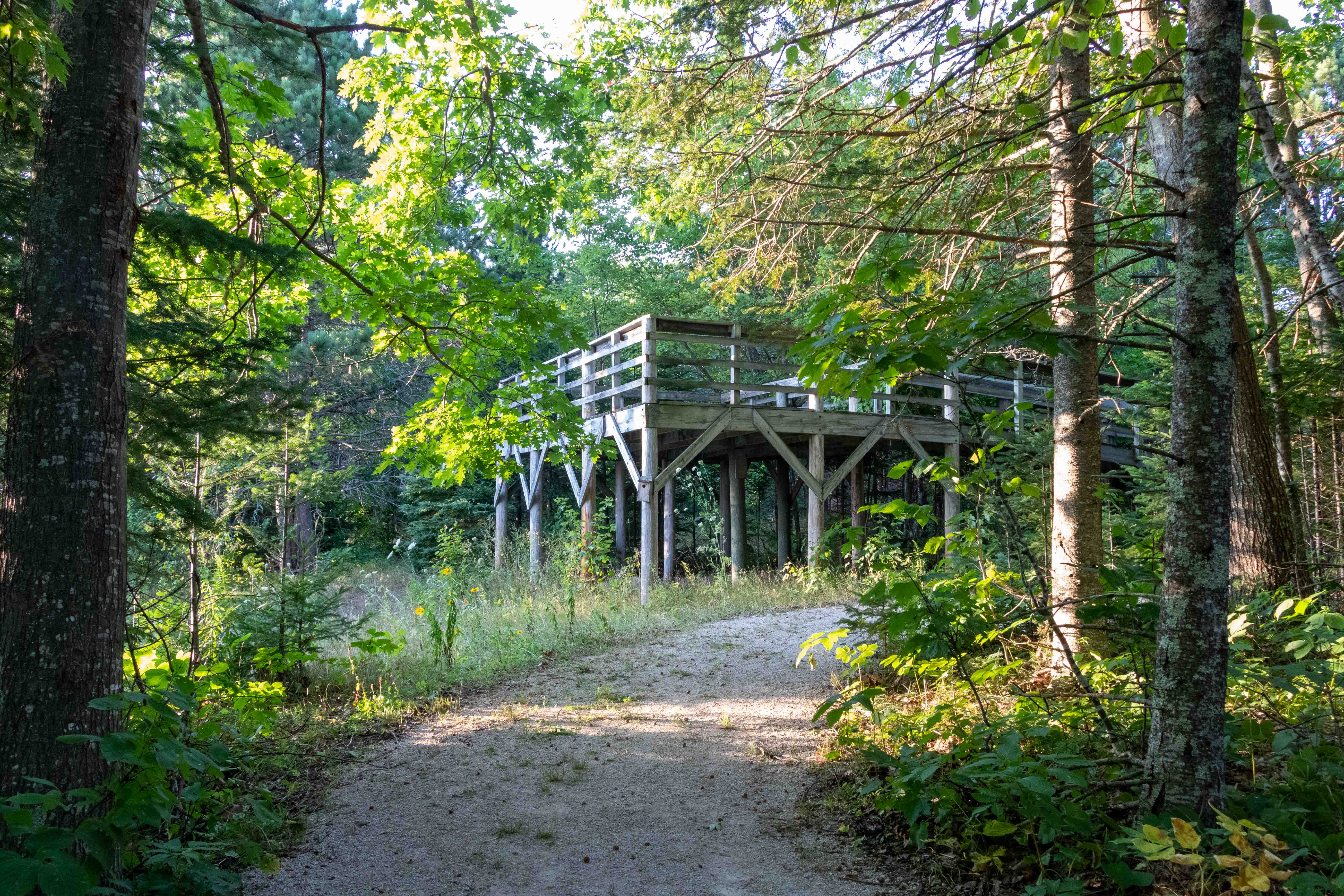 Main Lookout structure viewing the trees